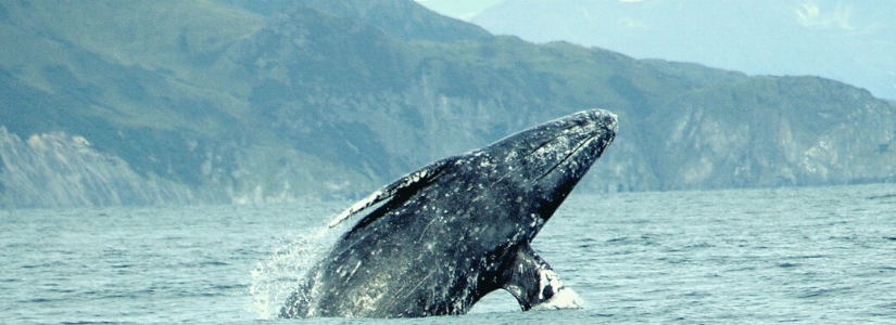 Pacific Rim Whale Festival