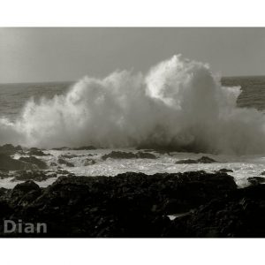 Dian McCreary Fine Art Photography - Wild Pacific Trail 9