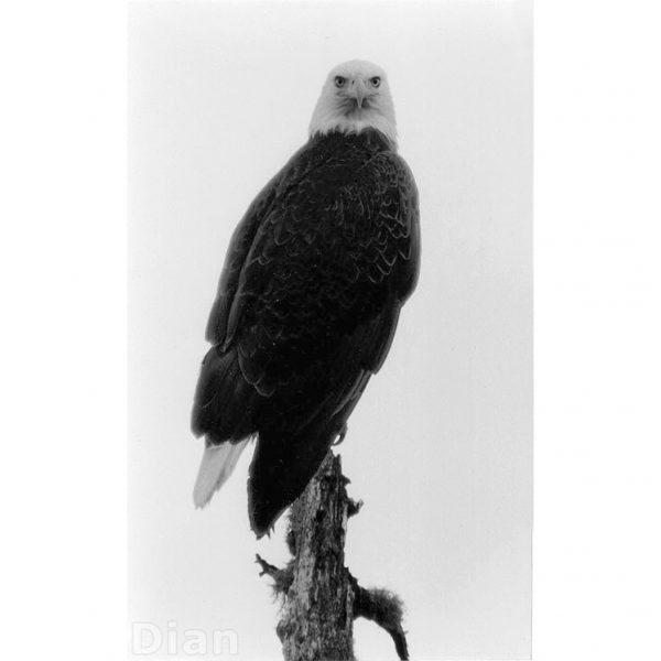 Dian McCreary Fine Art Photography - Portrait of an Eagle